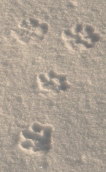 paw prints on snow.jpg